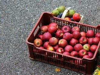 Soumrak českých jablek? Na stromech zůstávají desítky tun, ovocnáře drtí inflace