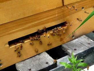 Včely uspořádávají čísla podle velikosti zleva doprava, tvrdí studie