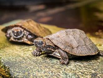 V pražské zoo se vylíhla tři mláďata málo známého druhu želv - želvy záhadné