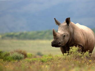 Nosorožcom sa v uplynulom storočí skrátili rohy, zrejme kvôli pytliakom