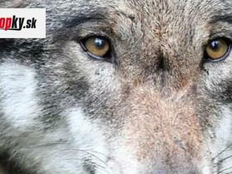 Vodcami svorky sa stávajú nakazené vlky, tvrdia vedci