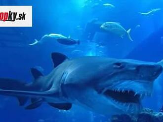 Keď preplával okolo potápačov, premkla ich hrôza: VIDEO najdesivejšieho žraloka na svete