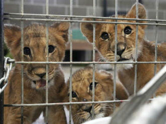 Osiřelá lvíčata z Ukrajiny dorazila do USA, kde mají najít nový domov