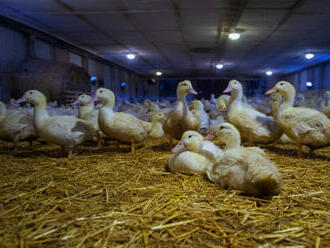V chovu na Jindřichohradecku utratí veterináři kvůli ptačí chřipce 17.000 kachen