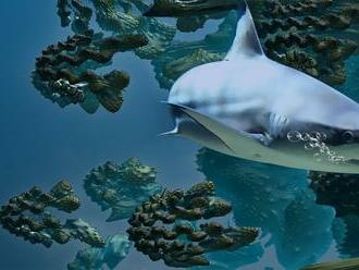 Čelí žraloci vyššímu riziku vyhynutí?