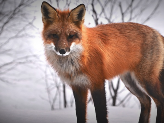 Mohli pralidé domestikovat lišky?