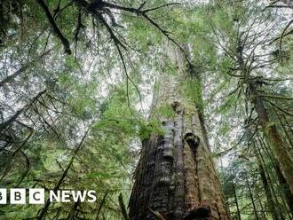 Canada: Ambassador tells EU that deforestation rules 'burdensome'
