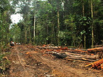 Mýcení amazonského pralesa poprvé od nástupu Bolsonara meziročně kleslo