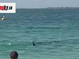 Žralok terorizoval turistov na obľúbenej pláži: Zažiť toto, už nikdy do mora nevstúpite!
