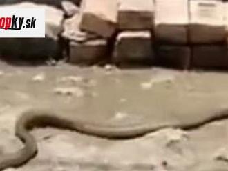 VIDEO hada sa stalo hitom internetu: Pozrite sa, čo má v papuli!