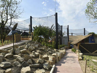Zlínská zoo otevře v neděli expozici Jaguar Trek, obývá ji už samec i samice
