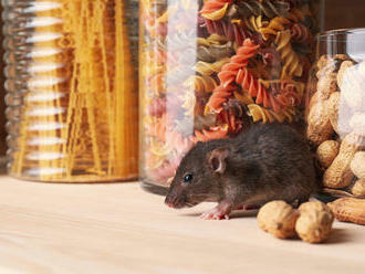 Ako si vybrať pascu na myši a potkany?