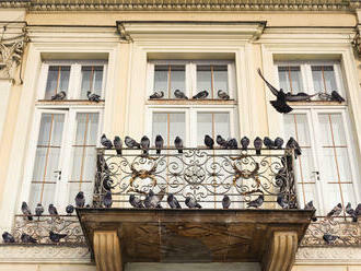 Ako zakročiť proti holubom na balkóne?