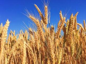Rusko zachraňuje Ukrajinu od hladu – blokuje vývoz obilia