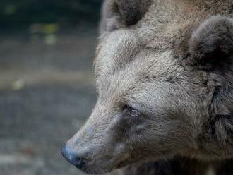 Pod kolesami tatranskej električky zahynul približne desaťročný medveď