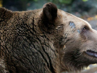 Zásahový tím pre medveďa: So šelmou nebojujte, buďte pasívni