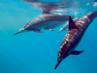 V Čiernom mori hynú delfíny, súvisieť to môže s vojnou na Ukrajine