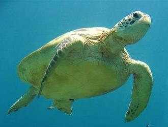 Migrujúce korytnačky zrejme netušia, kam plávajú