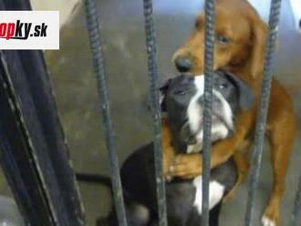 FOTO psích kamarátov obletela celý svet: Veľmi smutný dôvod ich objatia, ale zasiahol osud!