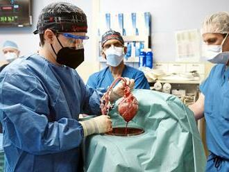 55 rokov po prvej transplantácii nový prelom: Srdce prasaťa zachraňuje ľudské životy