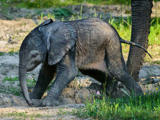 Zlínská zoo oslaví první narozeniny prvního mláděte slona afrického v Česku