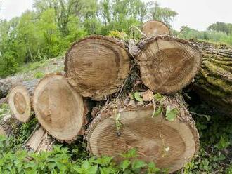 Cena dreva v Česku stúpla trojnásobne, ľudia sa zásobujú aj na desať zím