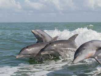Delfíny skákavé využívajú na rozpoznanie priateľov chuť ich moču, zistili vedci