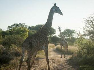 Žirafy nemajú dlhé krky kvôli pastve, ale kvôli boju