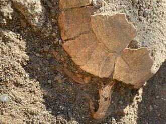 Archeológovia v Pompejach objavili zachovalú korytnačku aj s vajcom