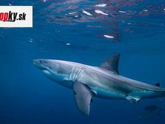 Brutálny útok žraloka v Kalifornii: Plavec utrpel vážne zranenia