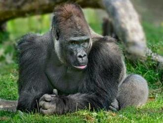 Gorilí skupinu v pražské zoo doplní samice Duni, dcera slavné Moji