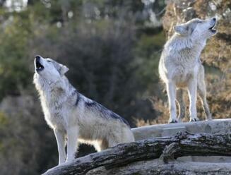 Psi podle studie zřejmě pocházejí ze dvou populací vlků