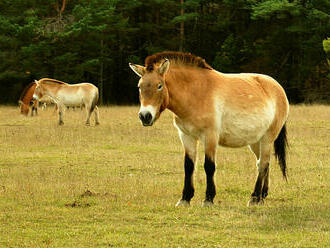 Koně Převalského by v pražské zoo mohli návštěvníci vidět opět na jaře 2024