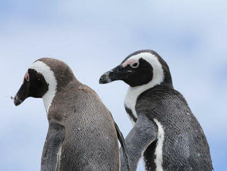 Do Safari Parku D.Králové dorazili z Nizozemska první tučňáci pro novou expozici