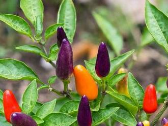 Jak pěstovat chilli papričky doma