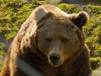 V banskobystrických lesoch žije 130 medveďov, trikrát viac ako pred 10 rokmi