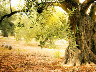 Prvé ovocné stromy boli zasadené pred 7000 rokmi v údolí Jordánu