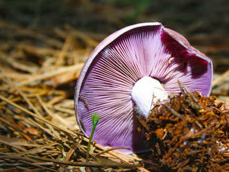 V škótskom pohorí Cairngorms objavili nový druh huby