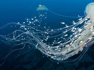 Medúzy na plážach Stredozemného mora môžu byť aj na úžitok, tvrdia vedci
