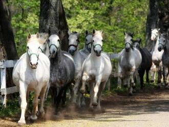 Víte, odkud pochází nejkrásnější koně – Lipicáni?