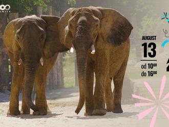 Zoo Bojnice: 40. narodeniny bojnických sloníc
