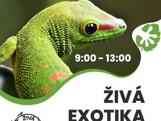 Živá exotika - nejznámější trhy exotických zvířat a rostlin