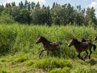 Zdivočelá země: Přírodní rezervace obývané divokými koňmi vrací krajině nespoutanost