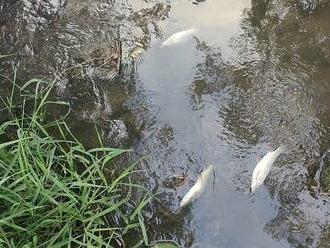 Do řeky na Zlínsku vytekly splašky z čistírny. Uhynuly desítky ryb