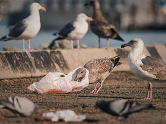 Lidé v rámci unikátního projektu nafotili ptáky ve světě plném odpadků
