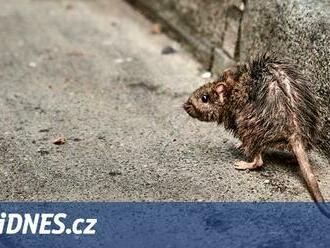 Krysy ničí Newyorčanům auta, covid hlodavcům změnil život