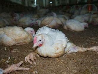VIDEO: Šlechtění kuřat z nich udělalo naprosté mrzáky, říká Trojan