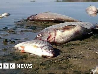 Tonnes of dead fish found in river on German-Polish border