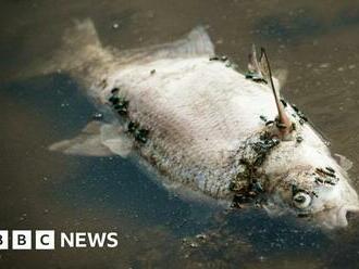 Oder river: Mystery surrounds thousands of fish deaths