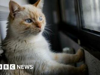 Cats to be freed from special lockdown in German town